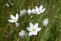 White Brodiaea or White Wild Hyacinth