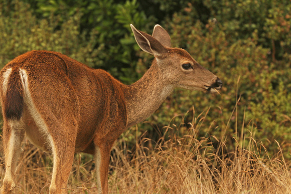 Blacktail Deer