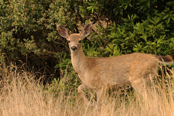 Blacktail Deer