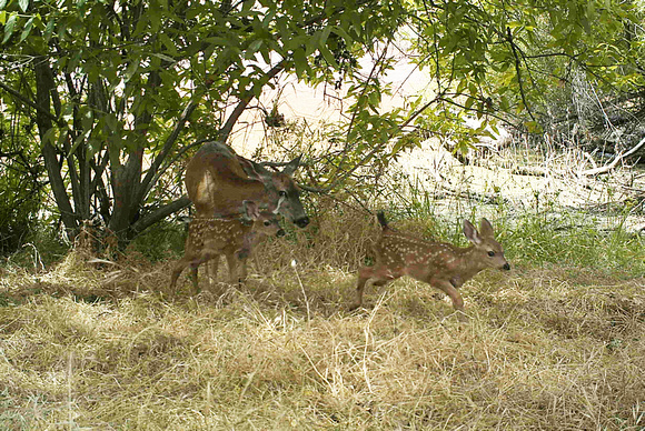 Blacktail Deer With Fawns