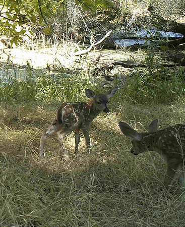 Twin Blacktail Deer Fawns