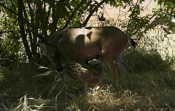 Blacktail Deer Nursing Fawn