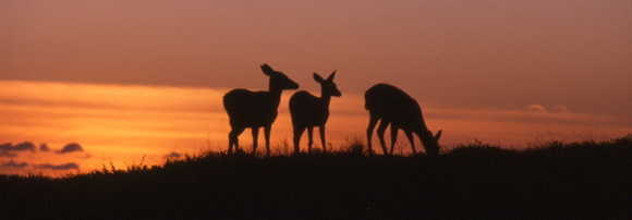 Blacktail Deer & Sunset