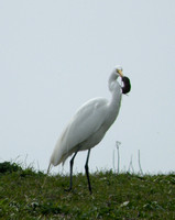 Great Egret With Captured Rodent