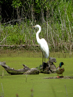 Great Egret & Mallard Duck