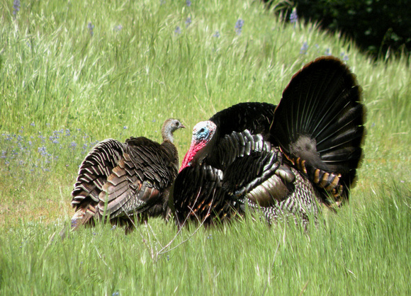 Wild Turkey Courtship
