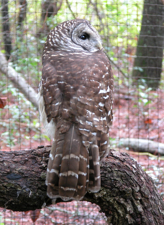 Barred Owl