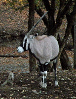 Antelope, Oryx