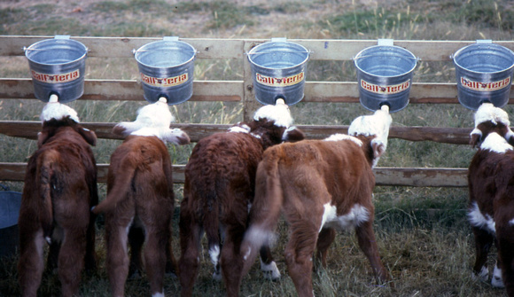 Feeding Hereford Calves