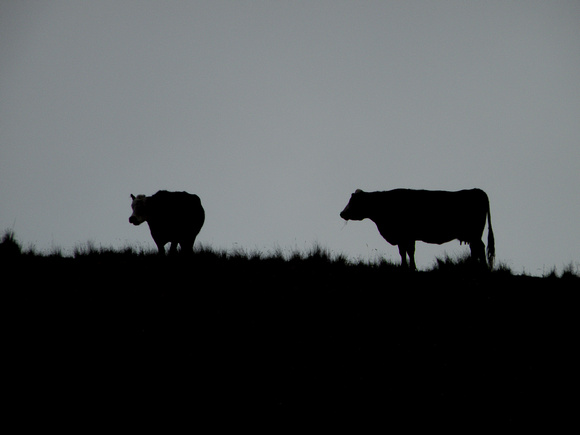 Silhouetted Beef Cows