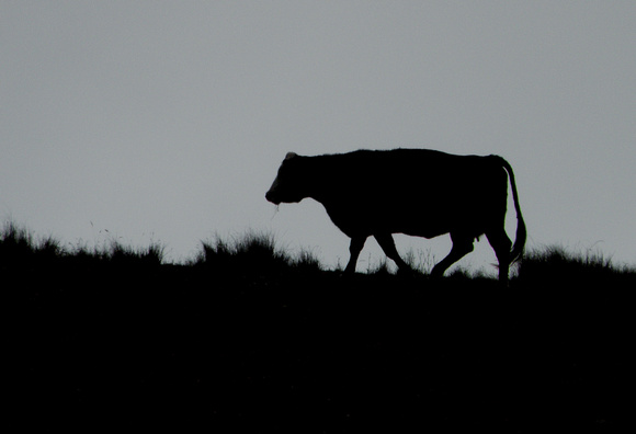 Silhouetted Beef Cow