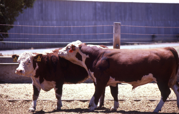 Hereford Bull Mount Intention