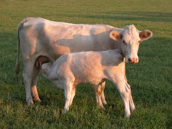 Charolais Cow & Calf