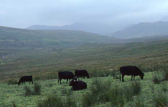 Cattle In Wales