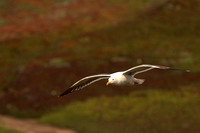 Western Gull In Flight