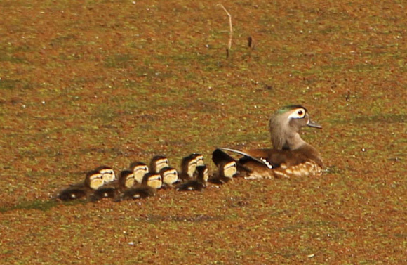 Female Wood Duck With 11 Ducklings