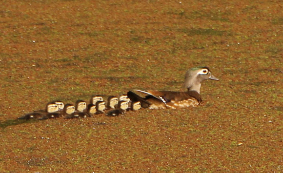 Female Wood Duck With 11 Ducklings