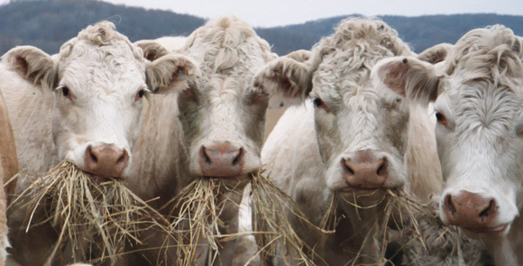 Charolais Cows Eating Hay