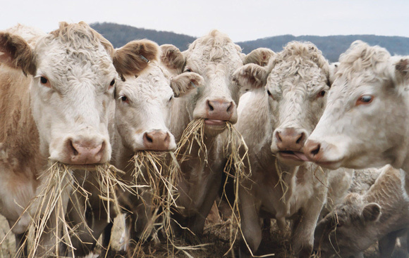 Charolais Cows Eating Hay