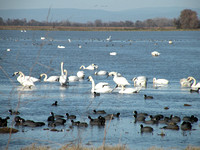 Tundra Swans & Coots