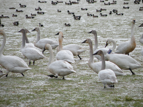 Tundra Swans, One With Collar