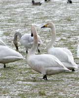Tundra Swans, One "Bewick's"