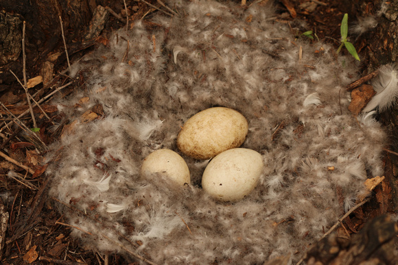 Canada Goose Nest