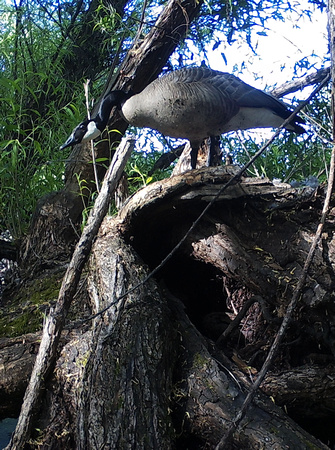 Canada Goose Defends Nest