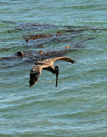 Brown Pelican And Pacific Ocean Surf