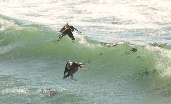 Brown Pelicans And Pacific Ocean Surf