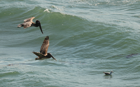 Brown Pelicans And Pacific Ocean Surf