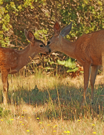 Blacktail Doe Deer And Fawn