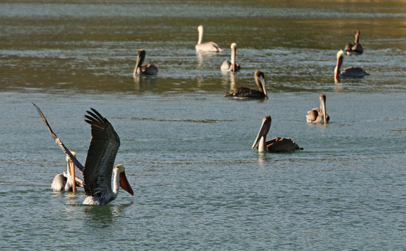 Non-Breeding Adult And Immature Brown Pelicans