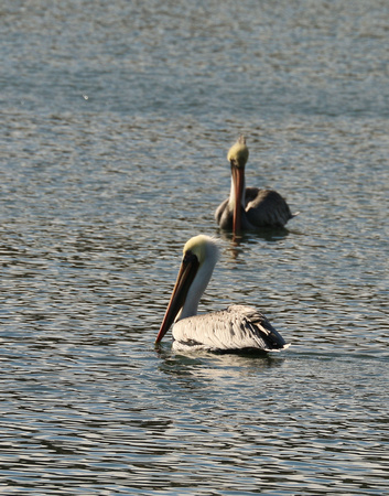 Non-Breeding Adult Brown Pelicans