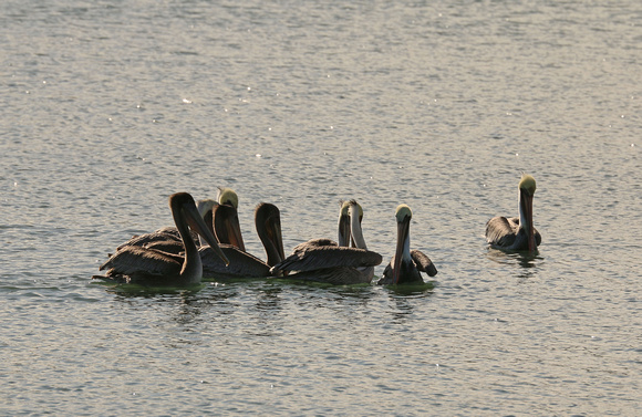 Non-Breeding Adult And Immature Brown Pelicans