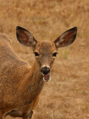 Blacktail Doe Deer