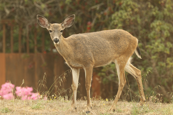 Blacktail Doe Deer