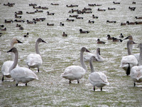 Tundra Swans And Widgeon Ducks