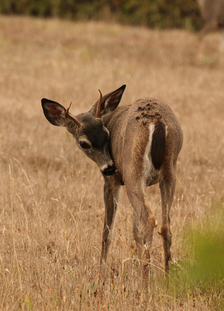 Yearling Blacktail Buck Deer
