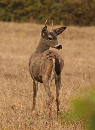 Yearling Blacktail Buck Deer