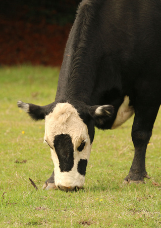 Crossbred Cow Grazing