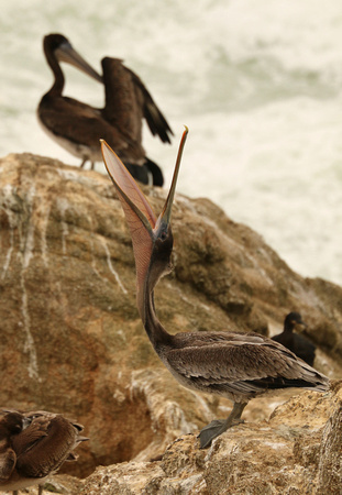 Brown Pelican - Open Mouth