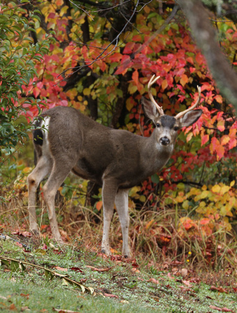 Buck Blacktail Deer