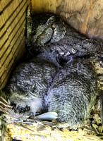 Western Screech Owl With Two Young In Wood Duck Nest Box