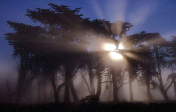 Sunrise Through Fog And Cypress Trees - Pt. Reyes, CA