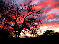 Sunset And Oak Tree - Rocklin, CA