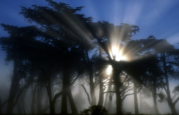 Sunrise Through Fog And Cypress Trees - Pt. Reyes, CA