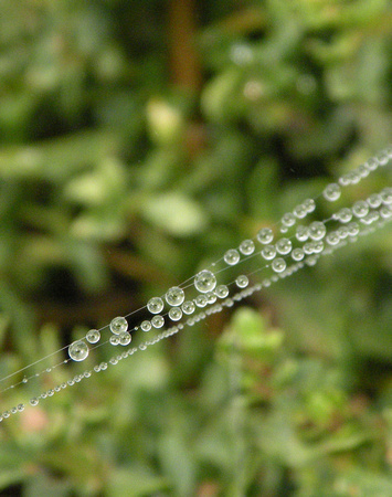 Water Droplets On Spider Web