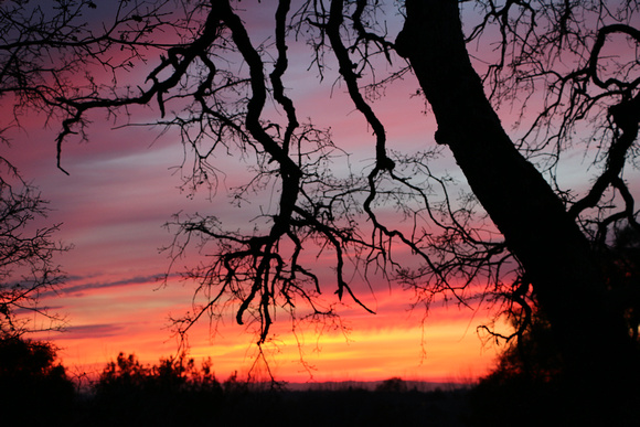 Sunset & Oak Tree - Rocklin, CA