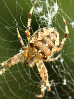 Garden Spider - Dorsal View